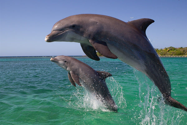 Dolphin Series